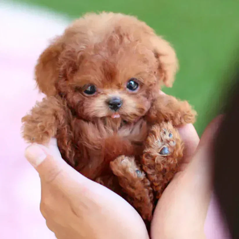 🐶NICOO – Mein realistischer Roboterwelpe